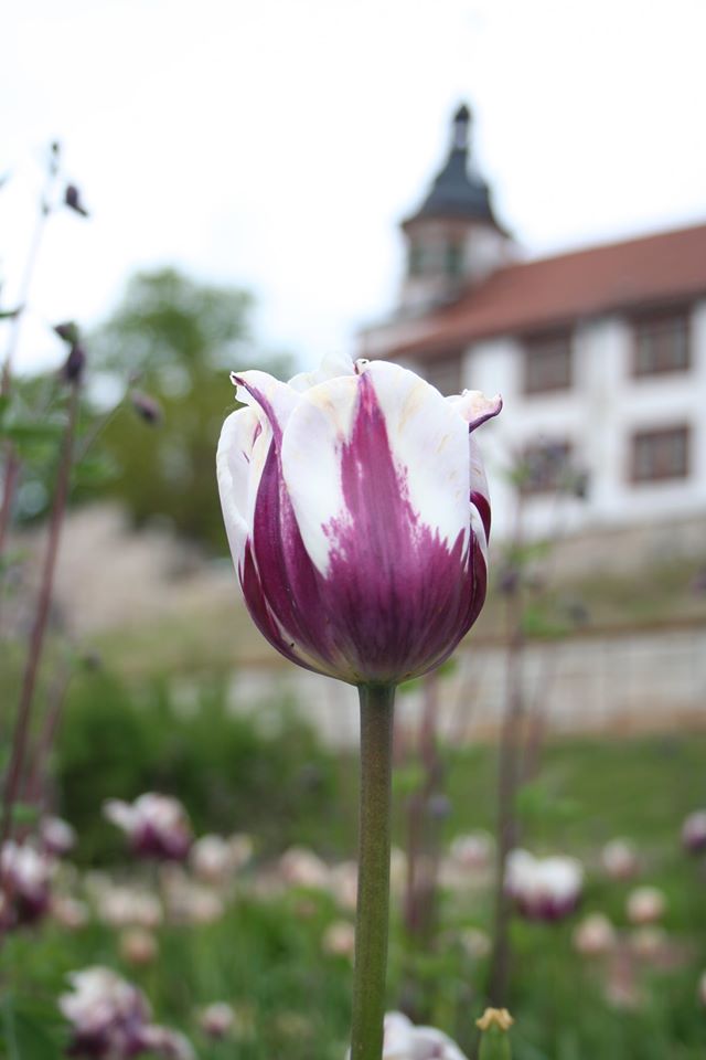 Frauentag